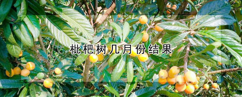 枇杷樹幾月份結果