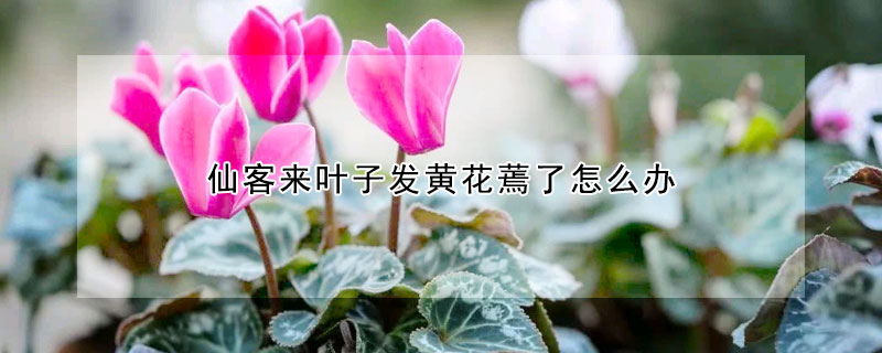 仙客來葉子發(fā)黃花蔫了怎么辦