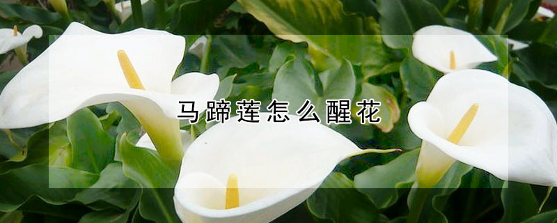 馬蹄蓮怎么醒花