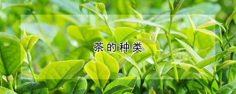 茶的種類