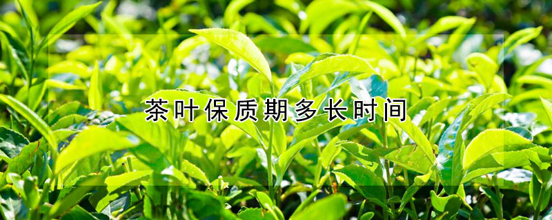 茶葉保質(zhì)期多長時間