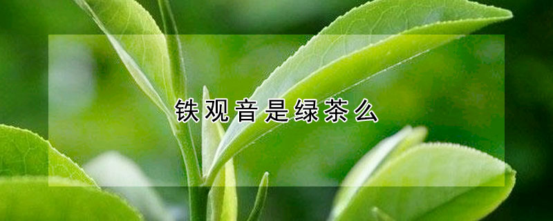 鐵觀音是綠茶么