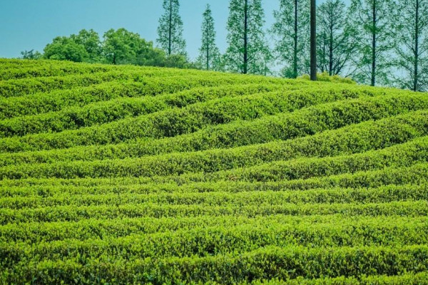 徑山茶屬于什么茶，徑山茶介紹