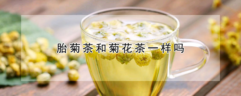 胎菊茶和菊花茶一樣嗎