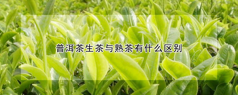 普洱茶生茶與熟茶有什么區(qū)別