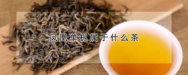 鳳凰單樅屬于什么茶