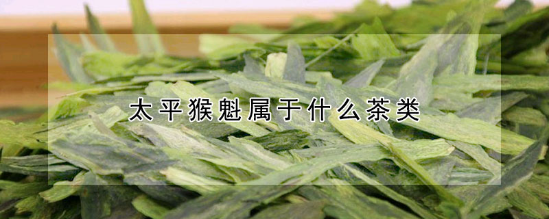 太平猴魁屬于什么茶類