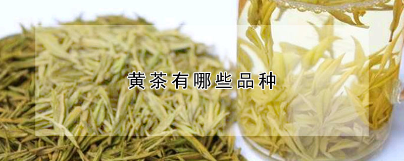 黃茶有哪些品種