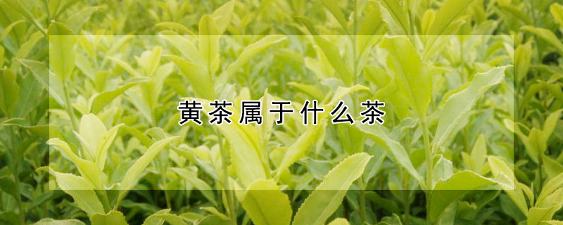 黃茶屬于什么茶