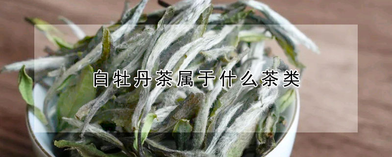 白牡丹茶屬于什么茶類