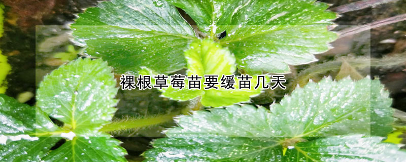 裸根草莓苗要緩苗幾天