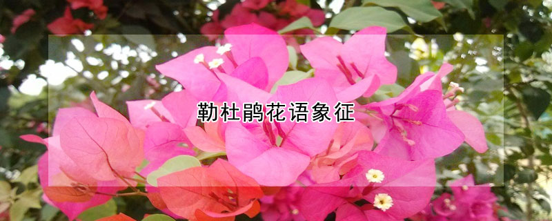 勒杜鵑花語(yǔ)象征