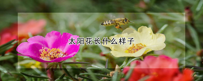 太陽花長什么樣子