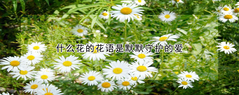 什么花的花語(yǔ)是默默守護(hù)的愛