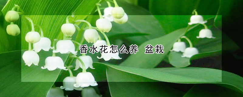 香水花怎么養(yǎng) 盆栽