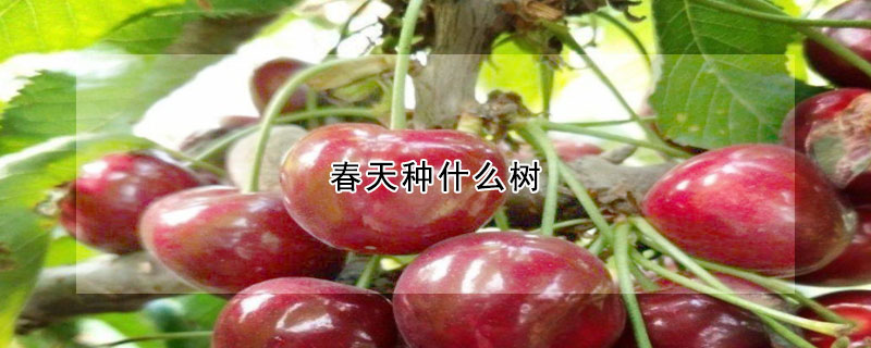 春天種什么樹(shù)