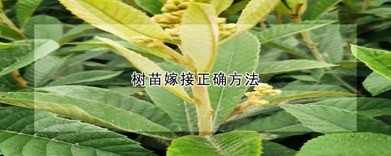 樹苗嫁接正確方法