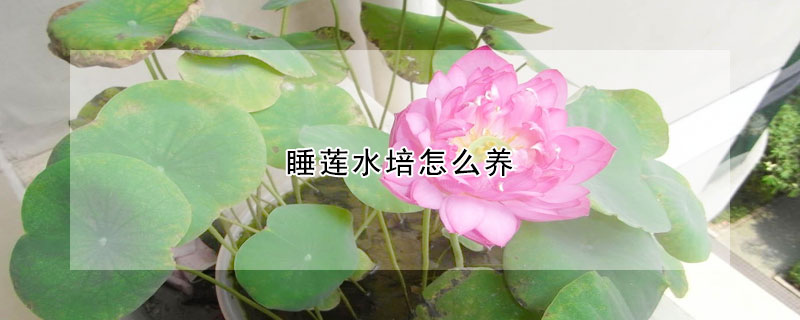 睡蓮水培怎么養(yǎng)