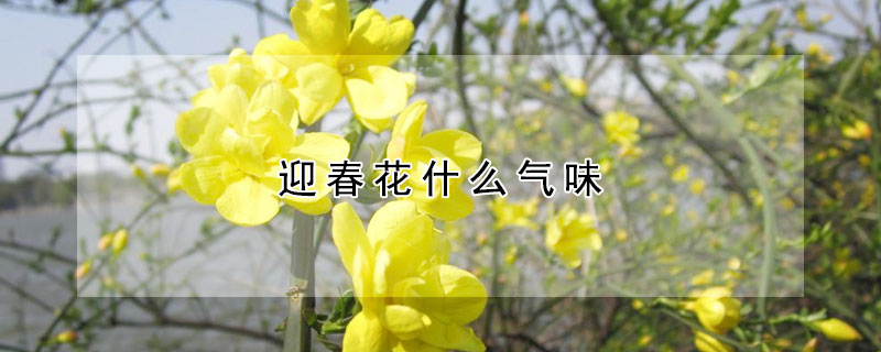 迎春花什么氣味