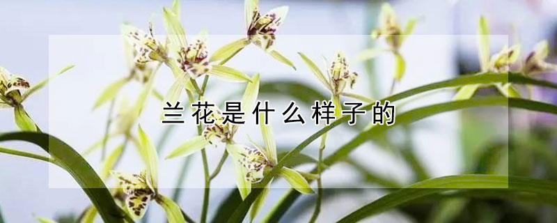 蘭花是什么樣子的