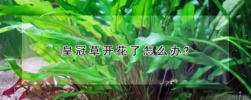 皇冠草開花了怎么辦?