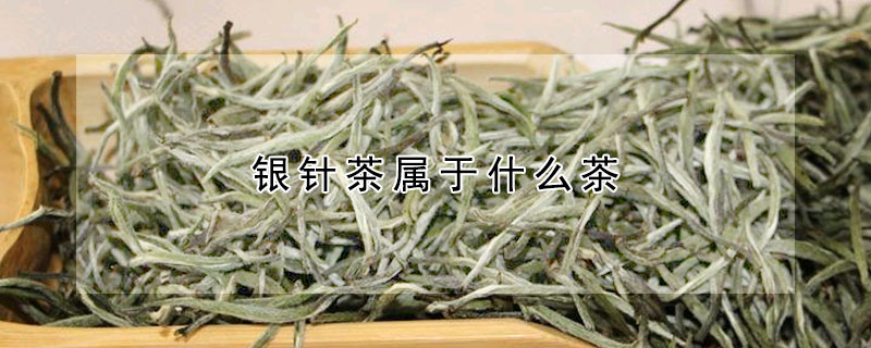 銀針茶屬于什么茶