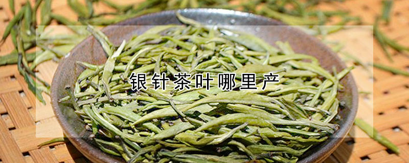 銀針茶葉哪里產(chǎn)