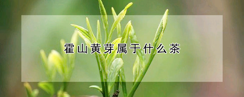 霍山黃芽屬于什么茶