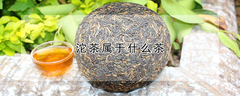 沱茶屬于什么茶