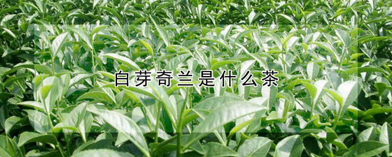 白芽奇蘭是什么茶