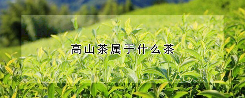 高山茶屬于什么茶