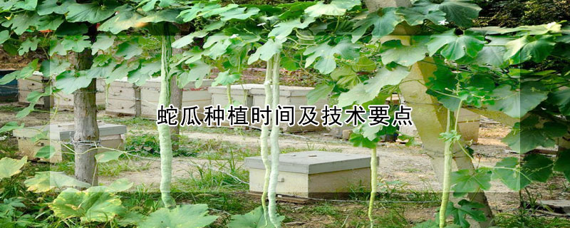 蛇瓜種植時間及技術(shù)要點