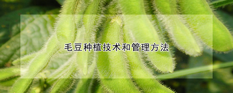 毛豆種植技術和管理方法