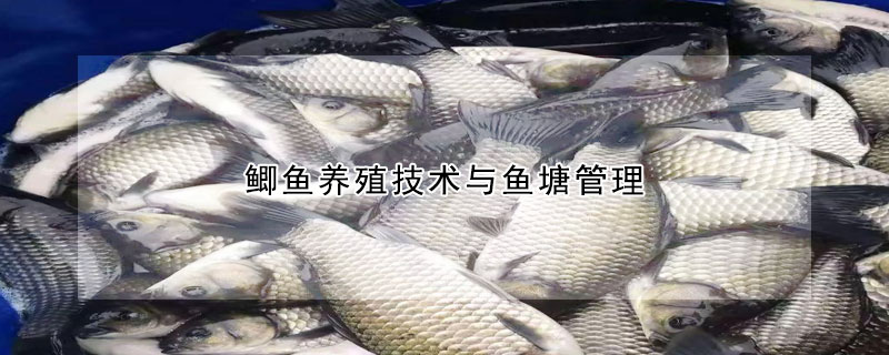 鯽魚(yú)養(yǎng)殖技術(shù)與魚(yú)塘管理