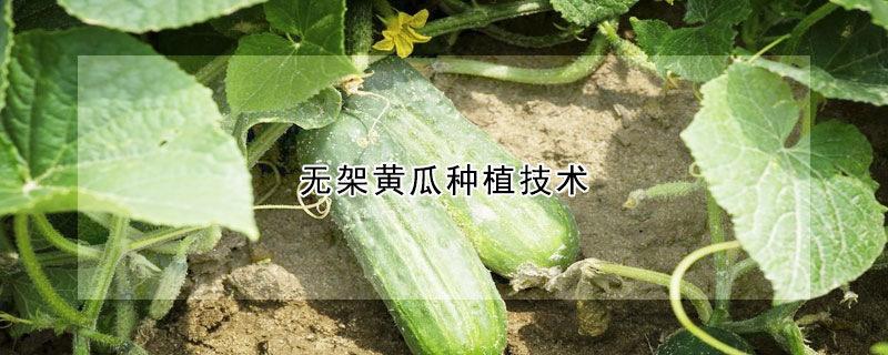 無架黃瓜種植技術(shù)