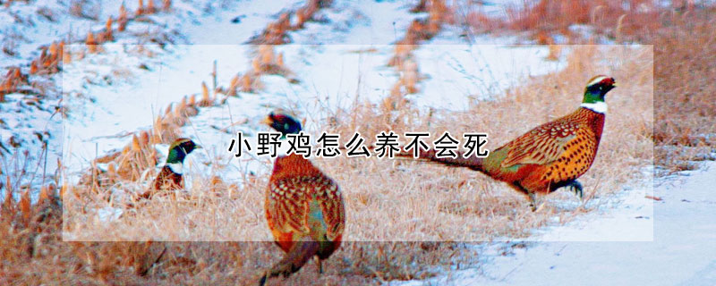 小野雞怎么養(yǎng)不會(huì)死