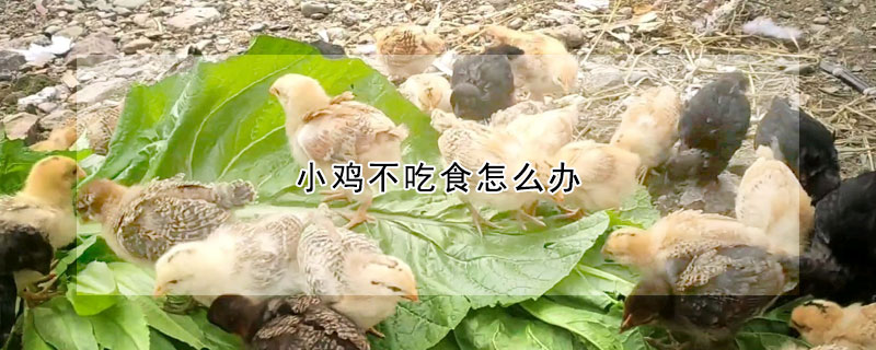 小雞不吃食怎么辦