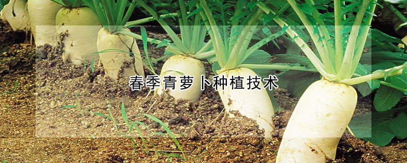 春季青蘿卜種植技術(shù)