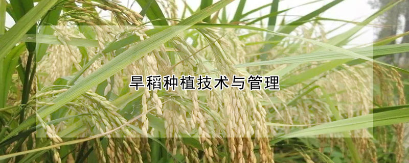 旱稻種植技術與管理