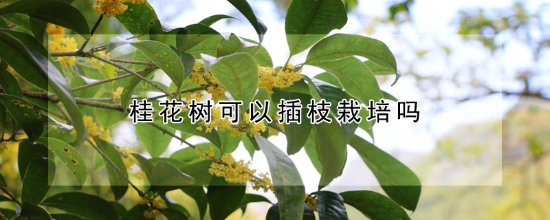 桂花樹可以插枝栽培嗎