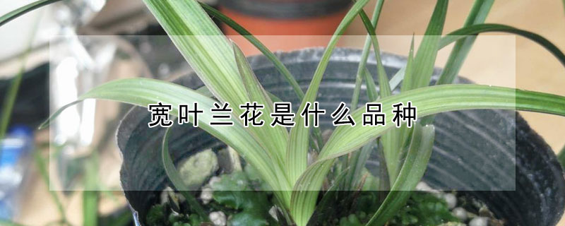 寬葉蘭花是什么品種