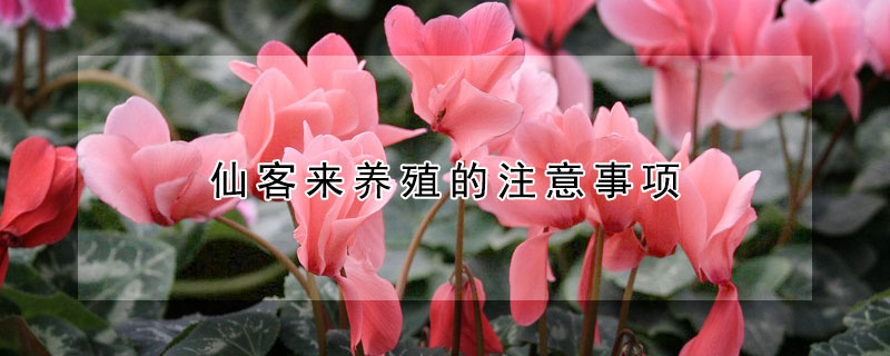 仙客來養(yǎng)殖的注意事項(xiàng)