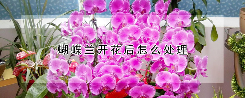 蝴蝶蘭開花后怎么處理