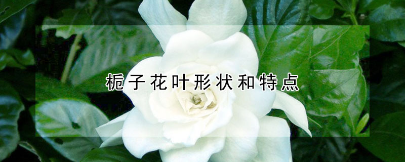 梔子花葉形狀和特點(diǎn)