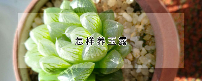 怎樣養(yǎng)玉露