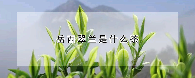 岳西翠蘭是什么茶