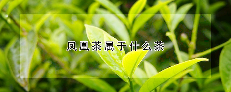 鳳凰茶屬于什么茶