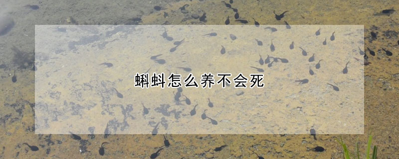 蝌蚪怎么養(yǎng)不會(huì)死