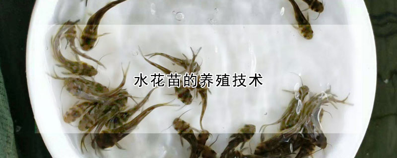 水花苗的養殖技術