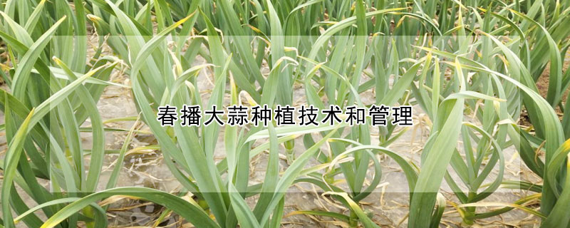 春播大蒜種植技術(shù)和管理